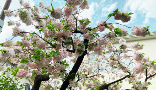 この花何の花